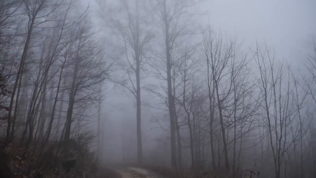 Virtual Drive Through The Dark and Foggy Forest / Rain and Thunder смотреть онлайн