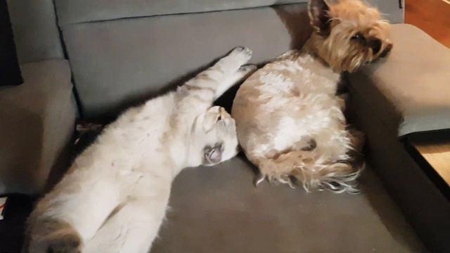 Как кошка с собакой))) #ВИДЕЛИВИДЕО ? Один момент из жизни "врагов"))) Мои питомцы меняют стереотип смотреть онлайн