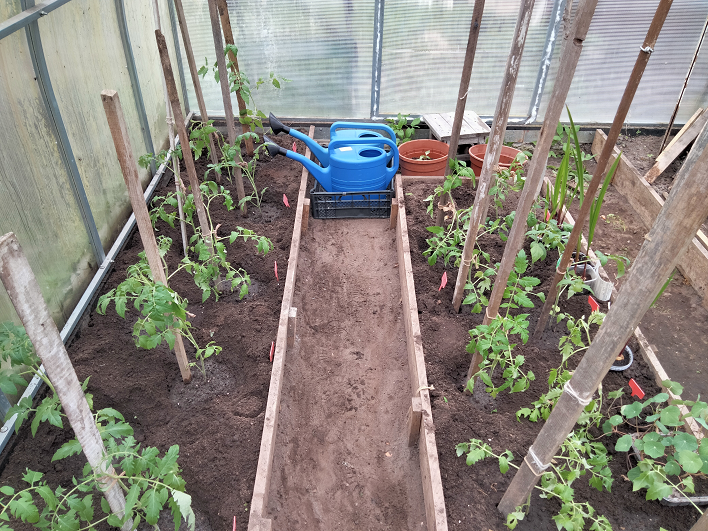 Как высаживать помидоры в теплицу смотреть онлайн