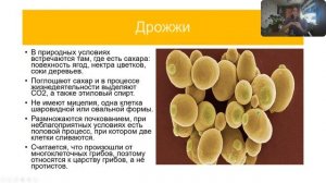 Плесневые грибы и дрожжи. Мукор и Пеницилл