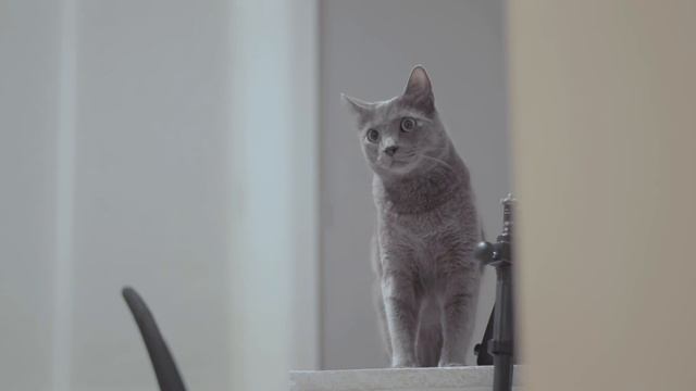 LLEGADA de un GATO a CASA ? ? ¿Cuánto tarda en Adaptarse? смотреть онлайн
