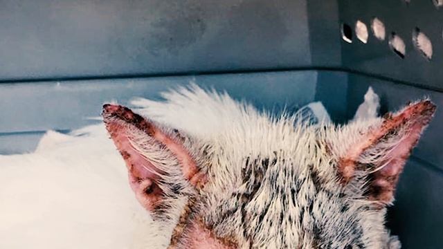 Спасение Котенка от Смерти. Котик Впервые за Несколько Месяцев Открыл Глаза [Спасение животных]