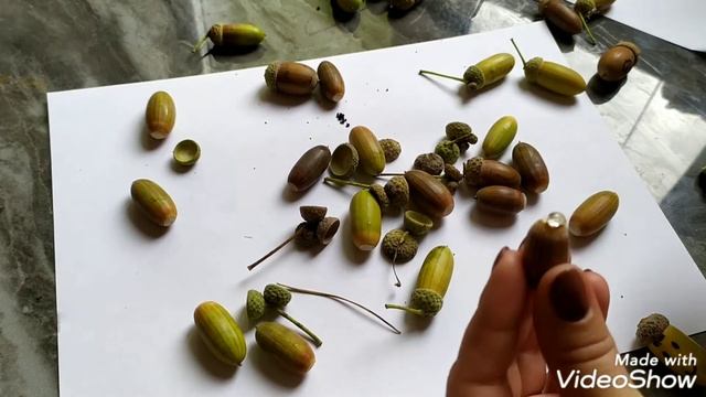 Поделка из желудей (поробка з жолудів) ?4+ смотреть онлайн