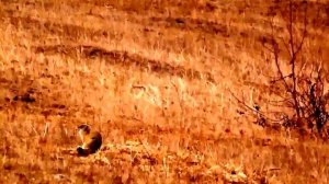 Охота с пневматикой на суслика