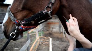 КАК ВЗЯТЬ КРОВЬ ИЗ ВЕНЫ У ЛОШАДИ