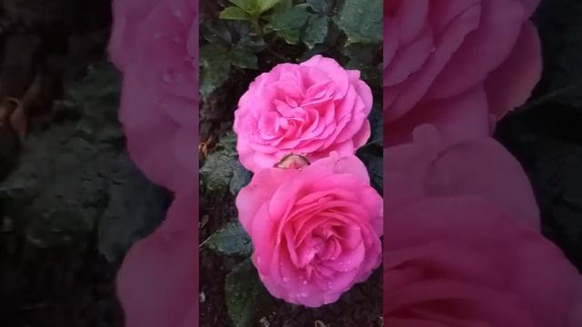 Роза Маритим смотреть онлайн