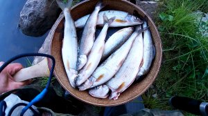 Ловля ХАРИУСА. РЕКА КОСЬВА.