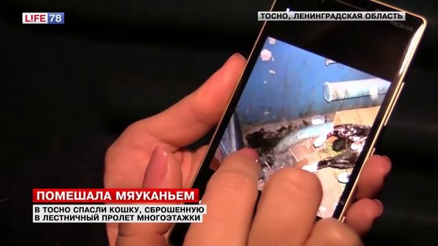Жители Тосно спасли кошку, сброшенную в лестничный пролет смотреть онлайн