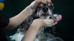 Китайская хохлатая пуховка (стрижка)