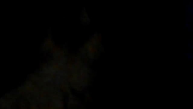 Прогулка с самой тупой собакой на свете! смотреть онлайн