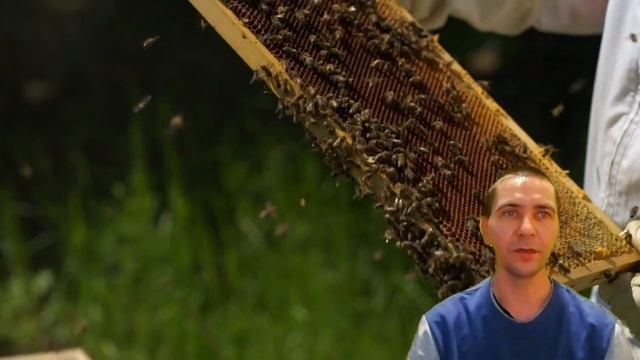 В какой цвет покрасить улей ? - Покраска улья. смотреть онлайн