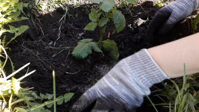 Как посадить ежевику. Ежевика Бжезина. смотреть онлайн