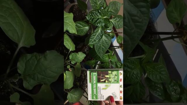 Грибные друзья