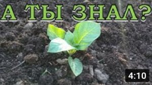 Высаживаем КАРТОФЕЛЬНУЮ РАССАДУ в открытый грунт