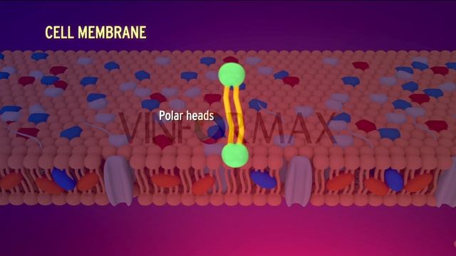 S3DMedimagic M101 Bacterial Morphology смотреть онлайн