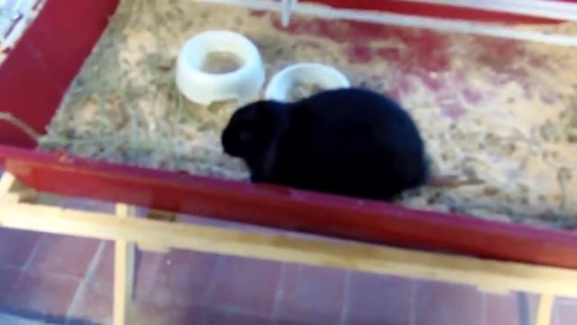 Кролик породы сатин рекс баран смотреть онлайн