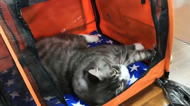 Мейн-кун и кошачья мята, или Кабанчик на выставке смотреть онлайн