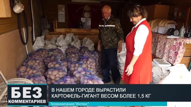 Без комментариев. 17.09.19. Картофель-гигант. смотреть онлайн