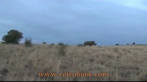 Охота на носорога