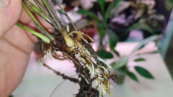 как реанимировать спатифиллум