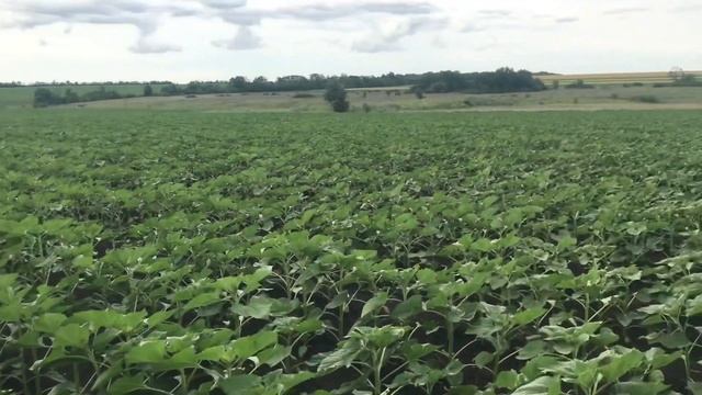 Вторая подкормка подсолнуха Syngenta Kupava по листу 24.06.2022 смотреть онлайн