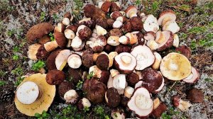 ГРИБНИК ПОПАЛ В ГРИБНОЙ РАЙ! СОБИРАЮ БЕЛЫЕ ГРИБЫ А ЗА ЧЁРНЫМИ ПРИЕДУ ПОЗЖЕ, ЩЕДРЫЙ ЛЕС ЯМАЛА!