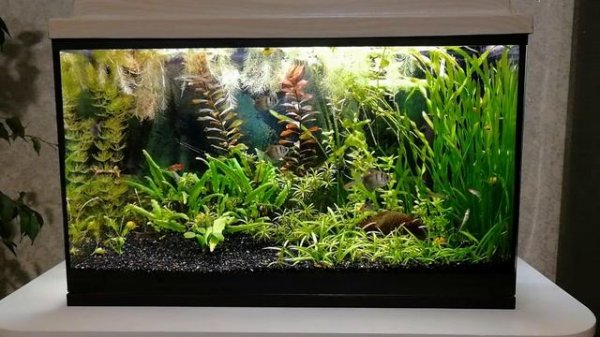 Мои аквариумы сейчас #NIK_72