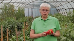 Перец, проверенный временем - БУТУЗ