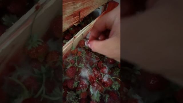 Доставщики угробили ягоду. Задохнудась ?