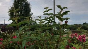 Когда обрезать вейгелу ? ??