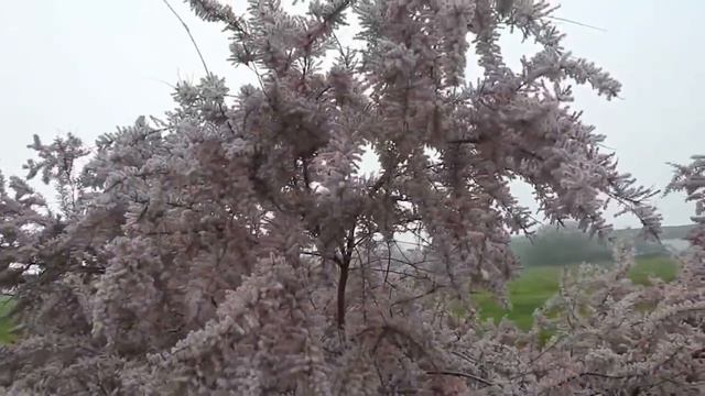 Будделея Давида. Крым. Керчь. Жуковка. смотреть онлайн