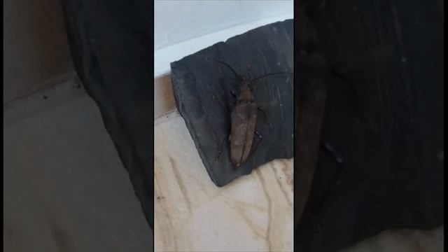 Реликтовый дровосек из Красной книги #Shorts смотреть онлайн