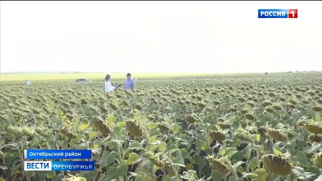 Репортаж с Оренбургского дня поля 2020 смотреть онлайн