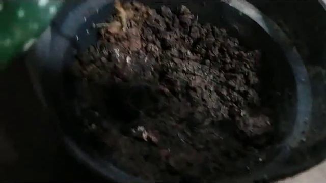 How to Propagate Dracaena surculosa 'Milky Way" (Dracaena 'Friedmannii' ) смотреть онлайн
