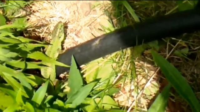 Ящерица выползла на даче большая, зеленая смотреть онлайн