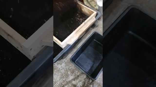 Биогумус,Черви и процес просейки