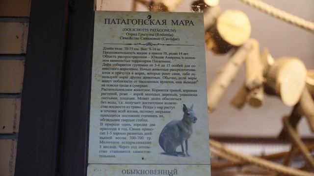 Патагонские мары: что за зверьки и какие у них особенности? смотреть онлайн