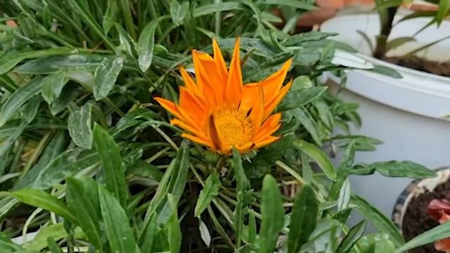 ГОТОВИМ В ЛЕСУ РЫБУ Азербайджанская Кухня Деревенская Кухня Рецепты смотреть онлайн