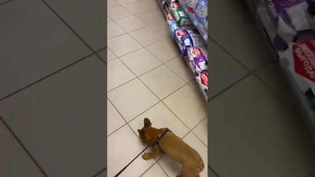 французский бульдог рыжий(красный). смотреть онлайн