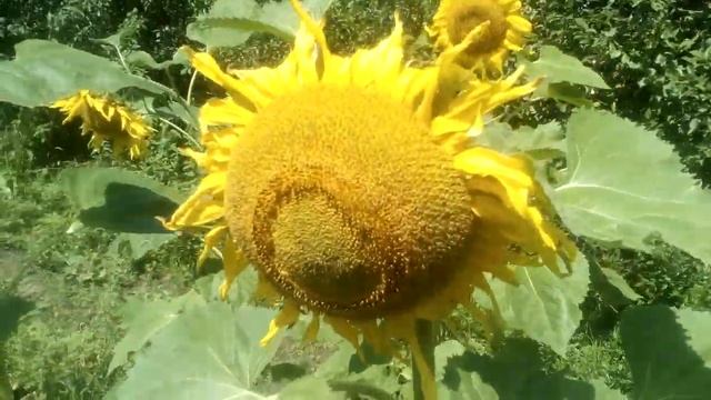 Подсолнухи Лакомка в цвету. 26.07. смотреть онлайн