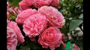 Обзор сорта розы "Леонардо да Винчи" (характеристики, свойства, фото)