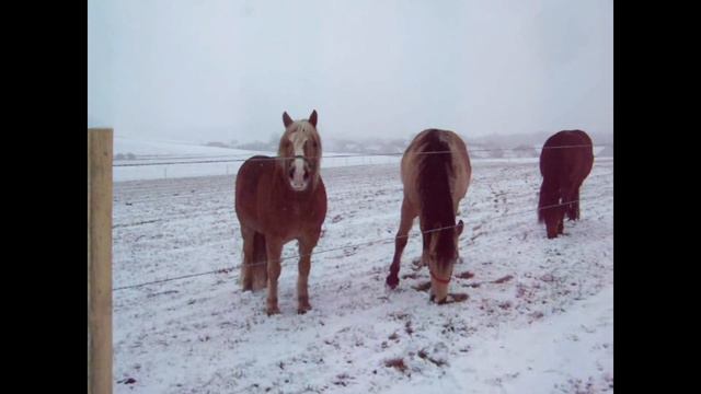 2013. ÚNOR смотреть онлайн