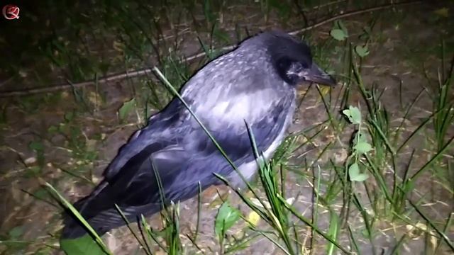 СЛЕТОК ВОРОНЫ не умеет летать, И МЫ ПОГЛАДИЛИ ЕГО смотреть онлайн