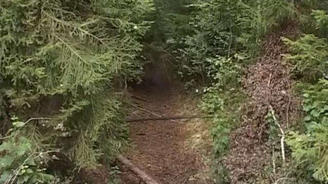 На Вологодчине каждый шестой потерявшийся не вышел из леса живым смотреть онлайн
