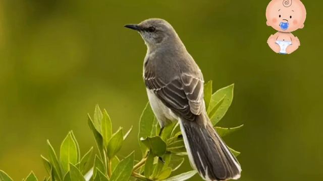 Учим Животных Птицы на английском языке. смотреть онлайн