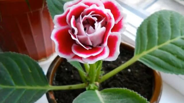 Глоксиния. Синнингия смотреть онлайн