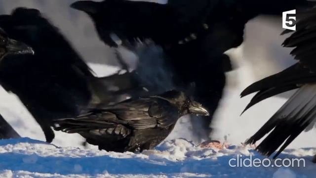 Красивые горы, красивый полет орла и прекрасная песня смотреть онлайн