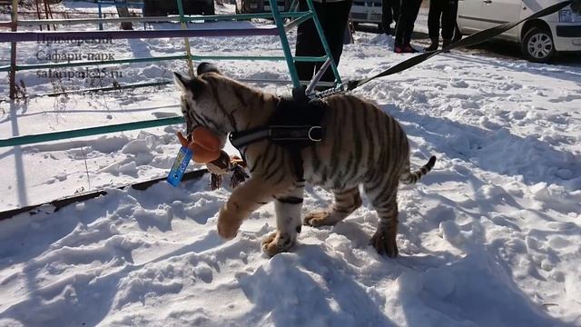 Прогулка Шерхана смотреть онлайн