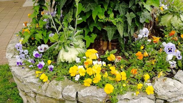 Сочи в цветах. смотреть онлайн