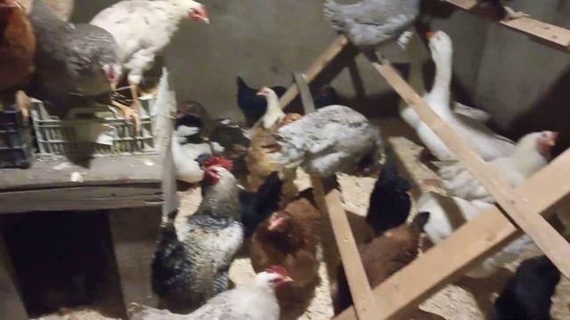 Зимний курятник для кур/Переселение/Утки/Гуси смотреть онлайн